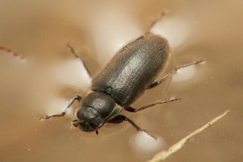 Dryops sp.