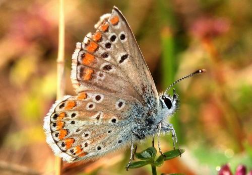 Aricia agestis