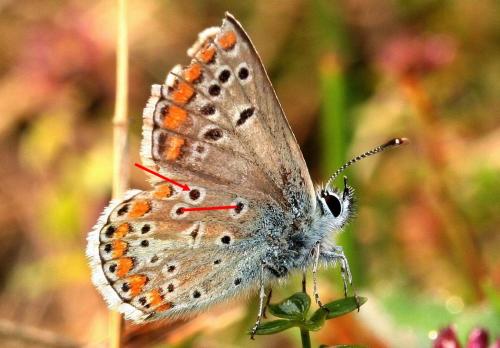 Aricia agestis