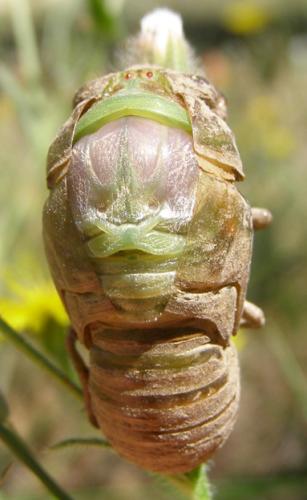 Lyristes plebejus