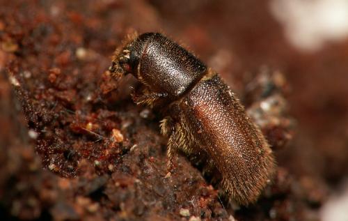 Hylurgus ligniperda