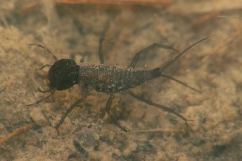 Laccophilus sp.