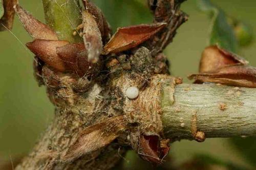 Favonius quercus