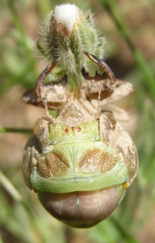 Lyristes plebejus