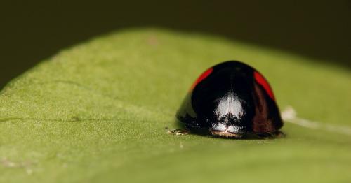 Réf. 28 402 : Chilocorus renipustulatus