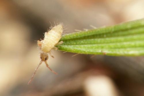 Entomobrya nicoleti