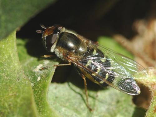 Réf. 28 924 : Scaeva selenitica
