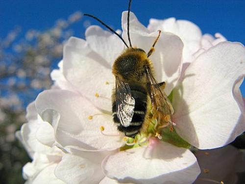 Eucera sp.