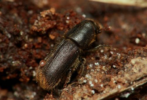 Hylurgus ligniperda