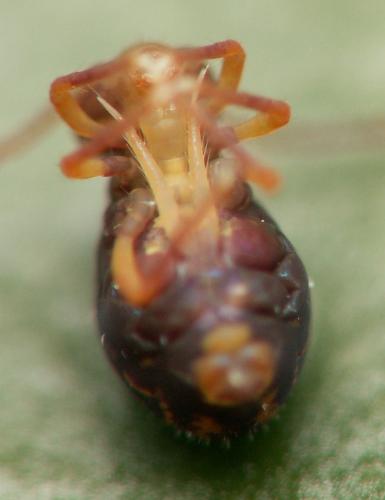 Dicyrtomina ornata