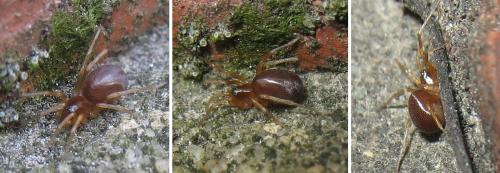 Zodarion sp.