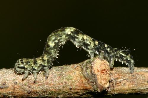 Réf. 28 137 : Laspeyria flexula