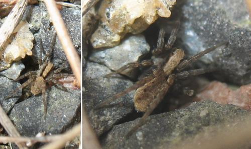 Xerolycosa sp.