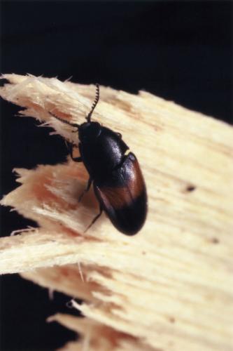 Drapetes mordelloides