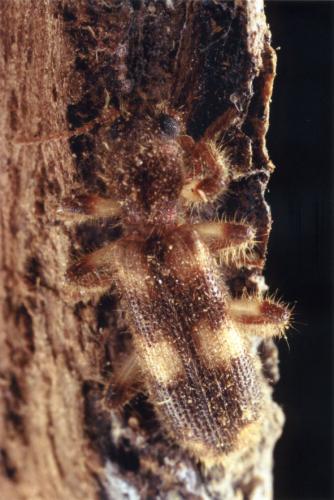 Opilo domesticus