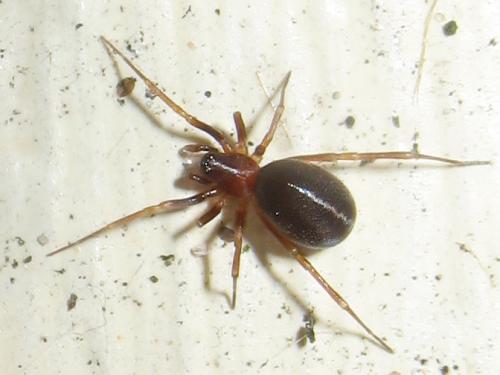 Zodarion sp.