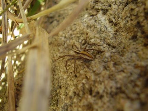 Pisaura mirabilis