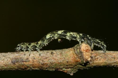 Réf. 28 136 : Laspeyria flexula