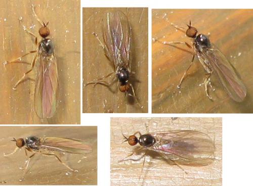 Réf. 28 240 : Trichinomyia flavipes
