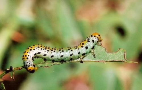 Arge ochropus