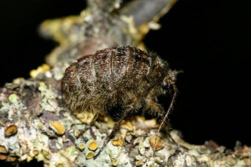 Réf. 28 326 : Apocheima hispidaria