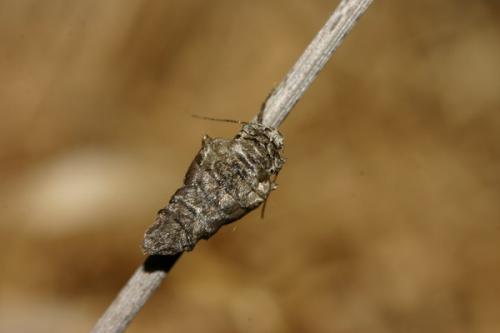 Agriopis bajaria