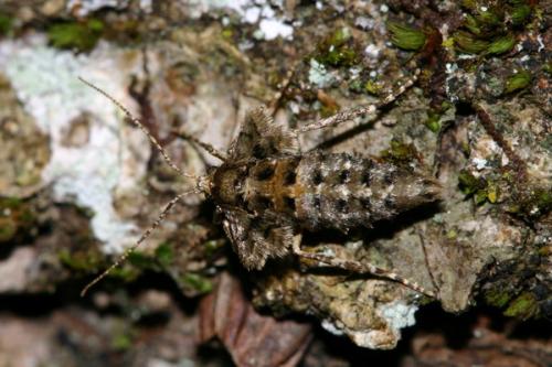 Agriopis aurantiaria