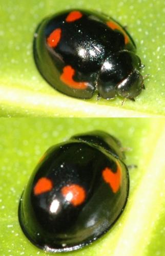 Exochomus quadripustulatus