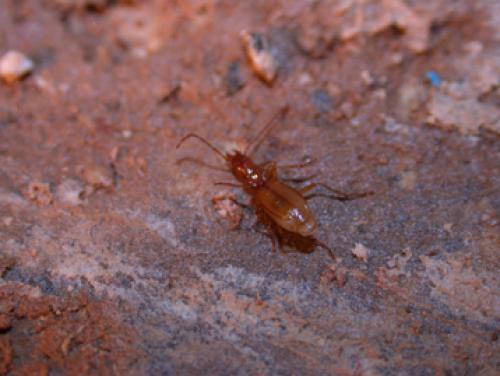 Réf. 28 354 : Luraphaenops gaudini gineti