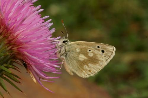 Plebejus pyrenaica