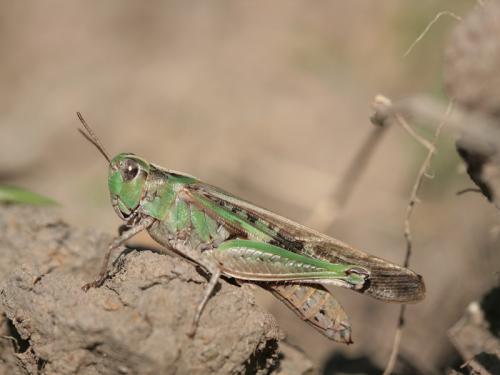 Réf. 28 496 : Aiolopus thalassinus thalassinus