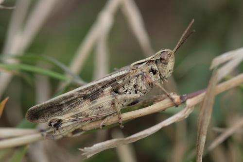 Réf. 28 816 : Aiolopus thalassinus thalassinus