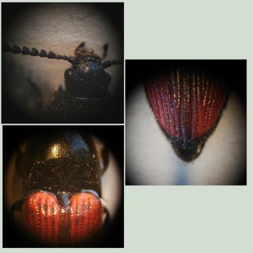 Ampedus rufipennis