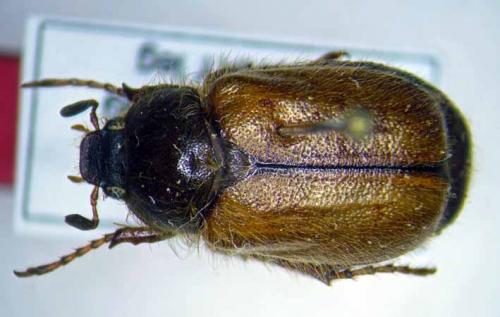 Réf. 28 594 : Amphimallon keithi