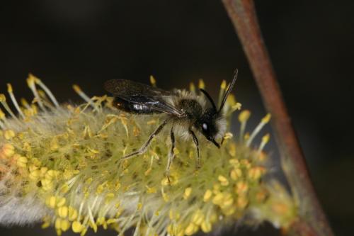 Andrena sp.