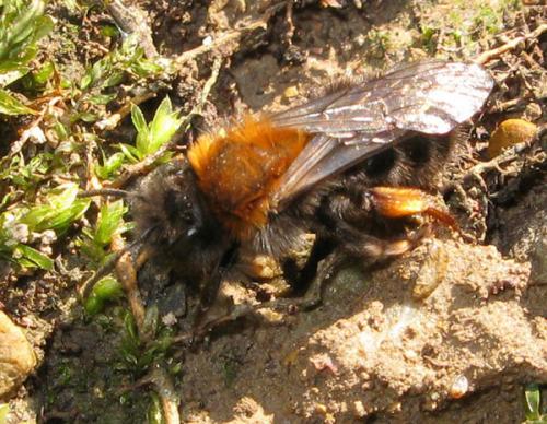 Réf. 28 698 : Andrena clarkella