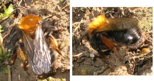 Réf. 28 699 : Andrena clarkella