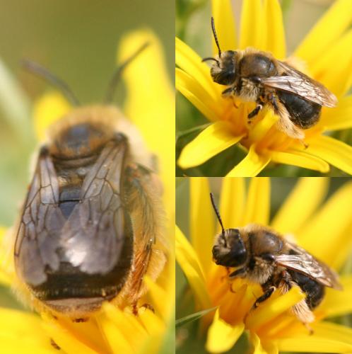Eucera sp.