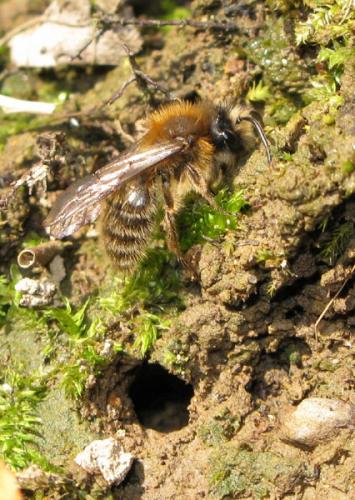 Réf. 28 668 : Andrena clarkella