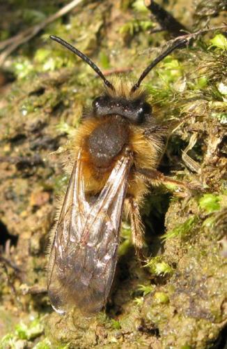 Réf. 28 667 : Andrena clarkella