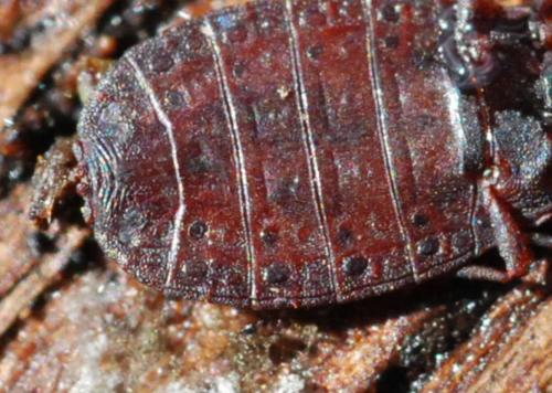 Aneurus laevis