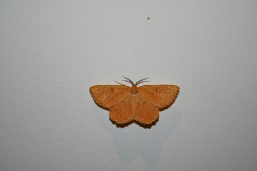 Angerona prunaria