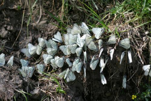 Aporia crataegi