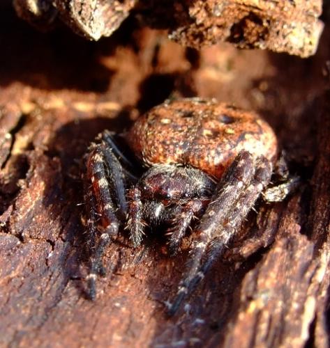 Nuctenea umbratica