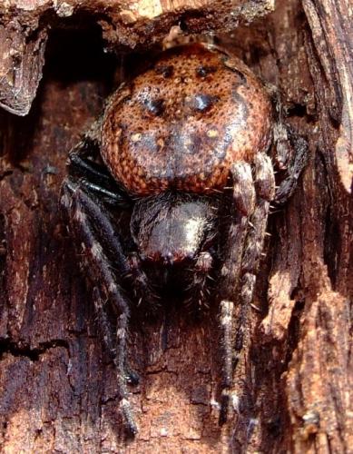 Réf. 28 483 : Nuctenea umbratica