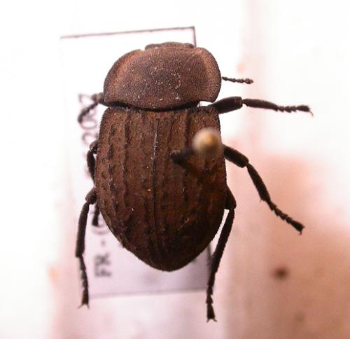 Asida sabulosa