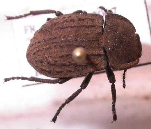 Asida sabulosa