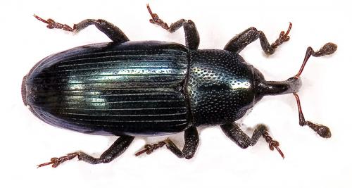 Aulacobaris coerulescens