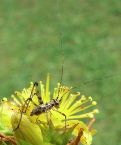Réf. 28 505 : Phaneroptera sp.