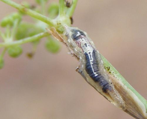 Episyrphus balteatus